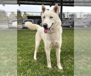 Siberian Husky Dogs for adoption in Riverside, CA, USA