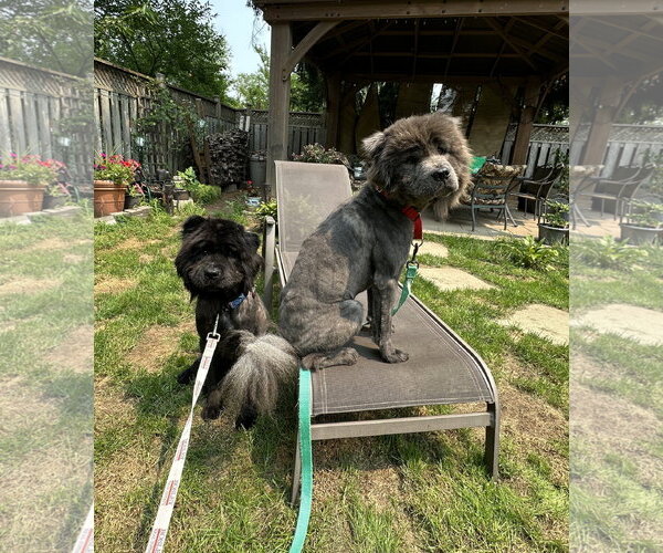 Medium Photo #4 Chow Chow Puppy For Sale in Prescott, Ontario, Canada