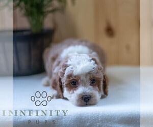 Poodle (Miniature) Puppy for sale in MILL HALL, PA, USA