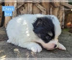Small Photo #6 Pomeranian Puppy For Sale in COMER, GA, USA