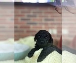 Small Photo #24 Cavapoo-Poodle (Toy) Mix Puppy For Sale in PENSACOLA, FL, USA