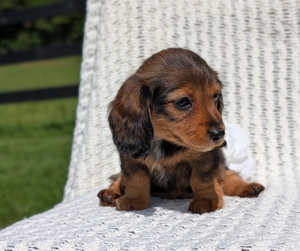 Medium Photo #4 Dachshund Puppy For Sale in GOSHEN, IN, USA