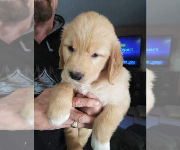 Medium Photo #1 Golden Retriever Puppy For Sale in LIVERMORE, CA, USA