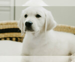 Puppy Roy English Cream Golden Retriever