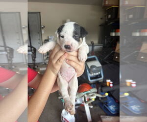 - Mix Dogs for adoption in The Woodlands, TX, USA