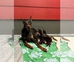 Small #6 Doberman Pinscher