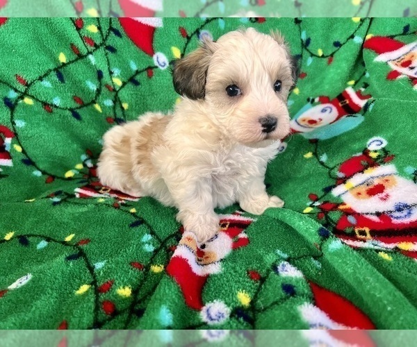 Medium Photo #1 Poodle (Miniature)-Schnoodle (Miniature) Mix Puppy For Sale in Lexington, NC, USA