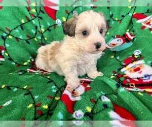 Poodle (Miniature)-Schnoodle (Miniature) Mix Puppy for sale in Lexington, NC, USA