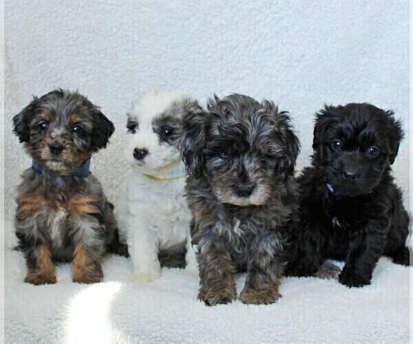 Medium Photo #2 Goldendoodle-Poodle (Miniature) Mix Puppy For Sale in LITITZ, PA, USA