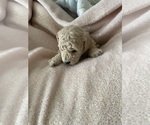 Puppy Puppy 5 Poodle (Miniature)