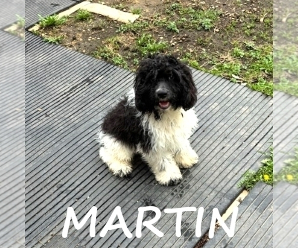 Medium Photo #1 Cockapoo Puppy For Sale in HARTLAND, MN, USA