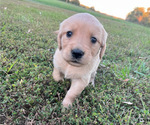 Puppy Blue English Cream Golden Retriever