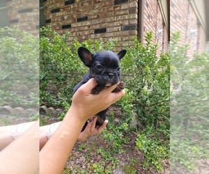 French Bulldog Puppy for sale in JACKSONVILLE, FL, USA