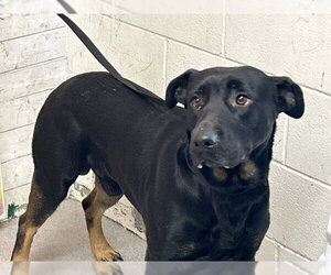 Labrador Retriever-Unknown Mix Dogs for adoption in San Bernardino, CA, USA