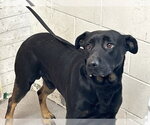 Small Labrador Retriever Mix