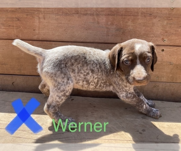 Medium Photo #2 German Shorthaired Pointer Puppy For Sale in DES MOINES, IA, USA