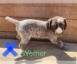 Small Photo #2 German Shorthaired Pointer Puppy For Sale in DES MOINES, IA, USA