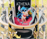 Puppy Athena Chihuahua