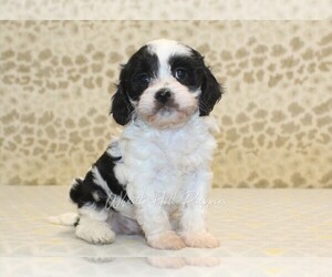 Cavapoo Puppy for sale in DENVER, PA, USA