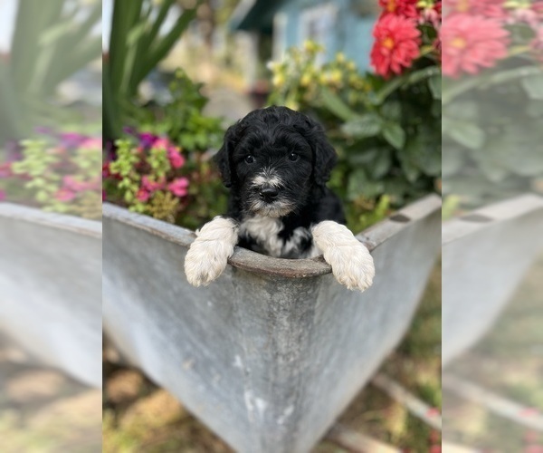 Medium Photo #4 Aussiedoodle Puppy For Sale in OLYMPIA, WA, USA