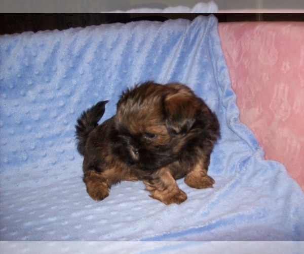 Medium Photo #4 Shih Tzu Puppy For Sale in S ZANESVILLE, OH, USA