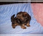 Small #3 Shih Tzu