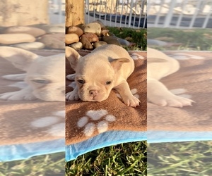 French Bulldog Puppy for sale in HEMET, CA, USA