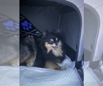 Small Photo #1 Pomeranian Puppy For Sale in LAKESIDE, CA, USA