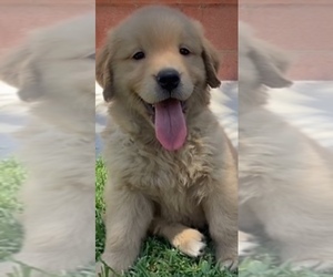 Golden Retriever Puppy for sale in SANTA ANA, CA, USA