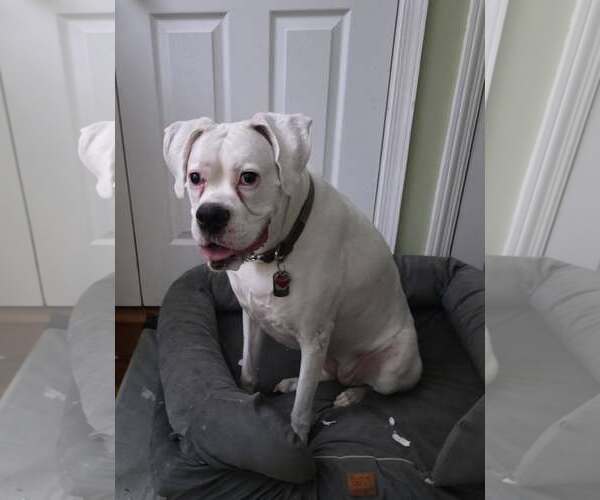 Medium Photo #9 Boxer Puppy For Sale in Dumont, NJ, USA