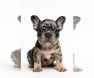 Medium French Bulldog