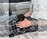 Small #7 Cane Corso