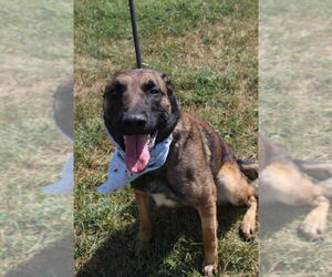 Lark - Located in Kentucky - Female Mutt Dog for Adoption - Photo #3