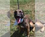 Small Photo #3 Mutt Puppy For Sale in Imlay City, MI, USA
