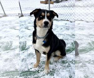 Australian Shepherd-Unknown Mix Dogs for adoption in Spring Lake, NJ, USA