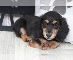 Dachshund Puppy for sale in MARIETTA, GA, USA