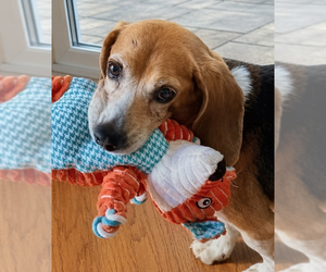 Matty - Male Beagle Dog for Adoption - Photo #4