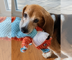 Small #3 Beagle