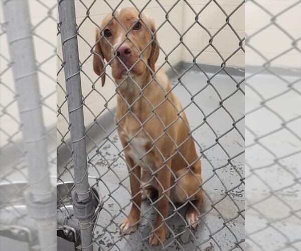 Medium Photo #1 Labrador Retriever-Unknown Mix Puppy For Sale in Anchorage, AK, USA