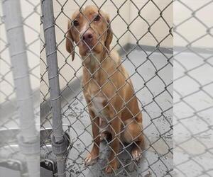 Labrador Retriever-Unknown Mix Dogs for adoption in Anchorage, AK, USA