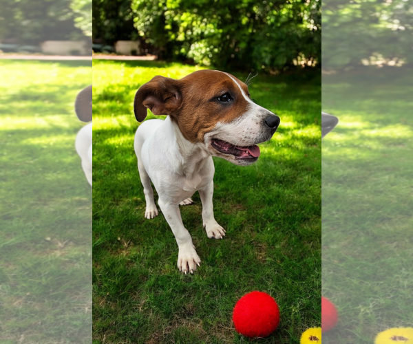 Medium Photo #15 Basenji-Rat Terrier Mix Puppy For Sale in McKinney, TX, USA