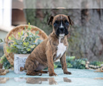 Small Photo #4 Boxer Puppy For Sale in KIRKWOOD, PA, USA