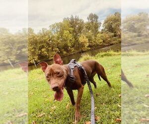 Mutt Dogs for adoption in McCormick, SC, USA