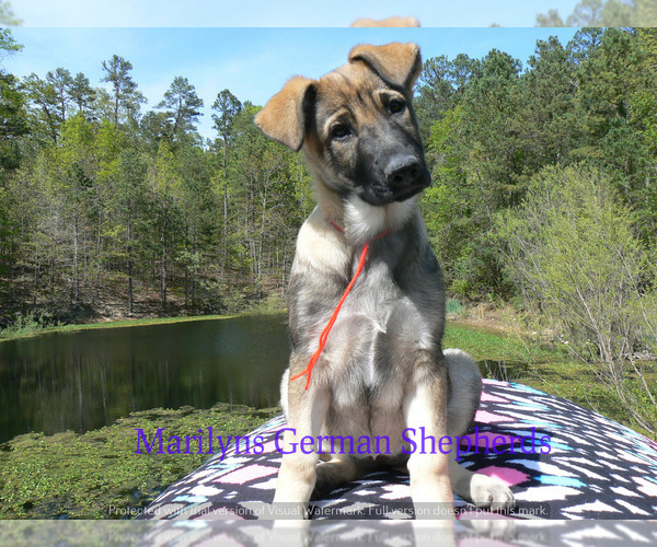 Medium Photo #2 German Shepherd Dog Puppy For Sale in PIEDMONT, MO, USA