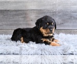 Small #4 Rottweiler