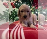 Small Photo #11 Goldendoodle Puppy For Sale in FLOWERY BRANCH, GA, USA