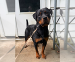 Small #3 Rottweiler Mix