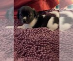 Small Photo #3 Puginese Puppy For Sale in Van Nuys, CA, USA