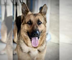 German Shepherd Dog Dogs for adoption in Lodi, CA, USA
