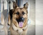 Small German Shepherd Dog